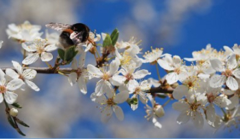 Pomladna veja polna cvetov.